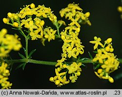 Galium wirtgenii (przytulia Wirtgena)