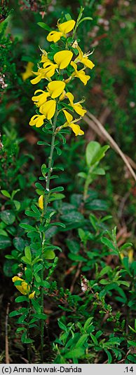 Genista pilosa