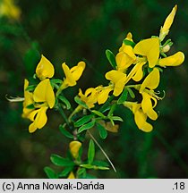 Genista pilosa