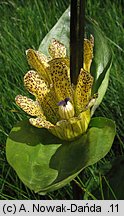 Gentiana punctata (goryczka kropkowana)