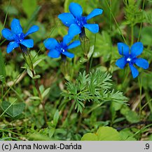 Gentiana verna (goryczka wiosenna)