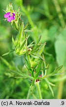 Geranium dissectum