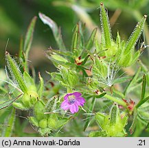 Geranium dissectum