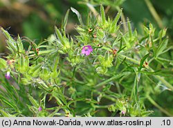 Geranium dissectum