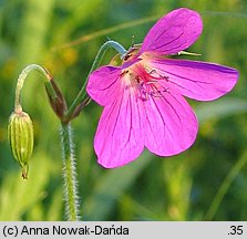 Geranium palustre