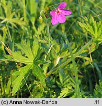 Geranium palustre