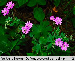 Geranium pyrenaicum