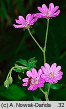 Geranium pyrenaicum