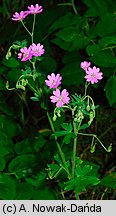 Geranium pyrenaicum