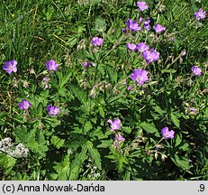 Geranium sylvaticum