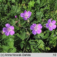 Geranium sylvaticum