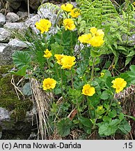 Geum montanum