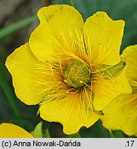 Geum montanum