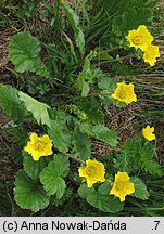 Geum montanum