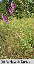 Gladiolus imbricatus (mieczyk dachówkowaty)