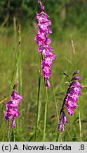 Gladiolus imbricatus (mieczyk dachówkowaty)