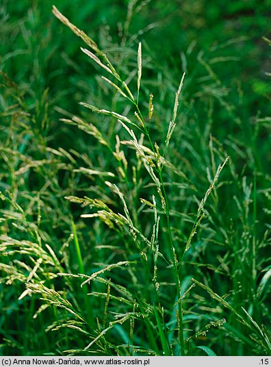 Glyceria nemoralis (manna gajowa)