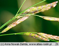 Glyceria nemoralis (manna gajowa)