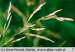 Glyceria nemoralis (manna gajowa)