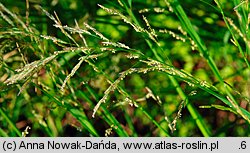 Glyceria nemoralis (manna gajowa)