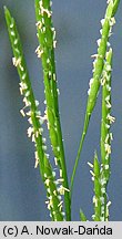 Glyceria plicata