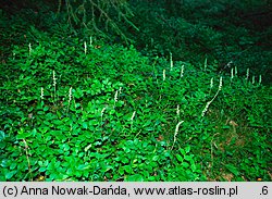 Goodyera repens (tajęża jednostronna)