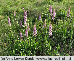 Gymnadenia conopsea ssp. densiflora