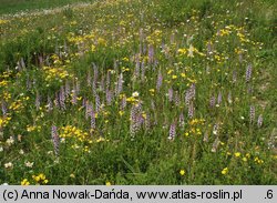 Gymnadenia conopsea ssp. conopsea (gółka długoostrogowa typowa)