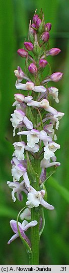 Gymnadenia odoratissima (gółka wonna)