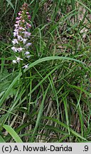 Gymnadenia odoratissima (gółka wonna)