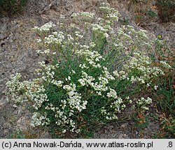 Gypsophila fastigiata