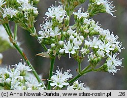 Gypsophila fastigiata