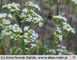 Gypsophila fastigiata