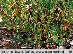 Gypsophila fastigiata