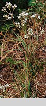 Gypsophila fastigiata