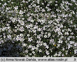 Gypsophila repens