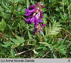 Hedysarum hedysaroides (siekiernica górska)