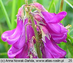 Hedysarum hedysaroides