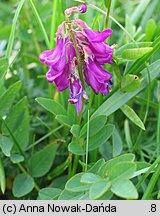 Hedysarum hedysaroides