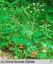 Heracleum sphondylium ssp. glabrum (barszcz syberyjski)