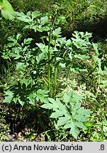 Heracleum sphondylium ssp. glabrum (barszcz syberyjski)