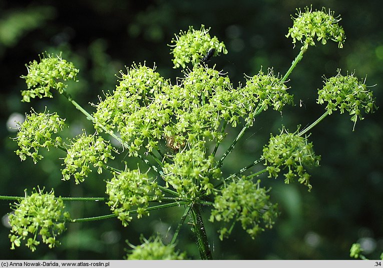 Heracleum sphondylium ssp. glabrum (barszcz syberyjski)