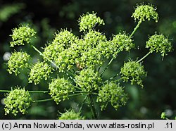 Heracleum sphondylium ssp. glabrum (barszcz syberyjski)