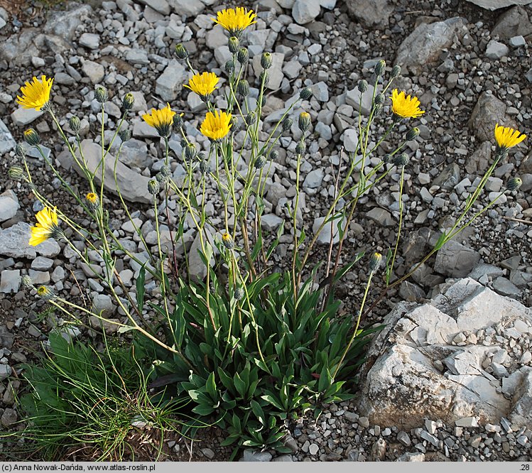 Hieracium bupleuroides (jastrzębiec przewiertniowaty)