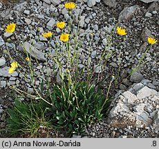 Hieracium bupleuroides (jastrzębiec przewiertniowaty)