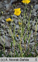 Hieracium bupleuroides (jastrzębiec przewiertniowaty)