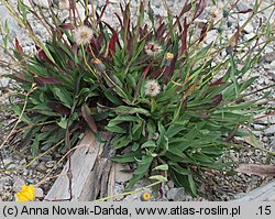 Hieracium bupleuroides (jastrzębiec przewiertniowaty)