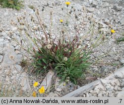 Hieracium bupleuroides (jastrzębiec przewiertniowaty)