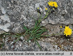 Hieracium bupleuroides (jastrzębiec przewiertniowaty)