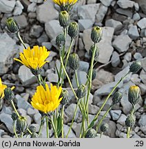 Hieracium bupleuroides (jastrzębiec przewiertniowaty)